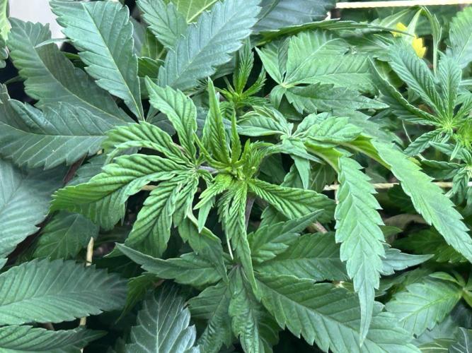 BF - Super Boof. Week 17