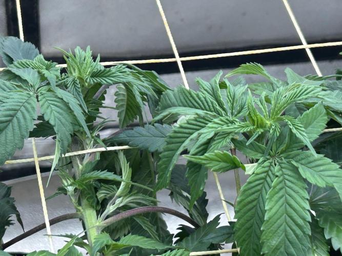 BF - Super Boof. Week 17