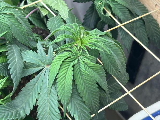 BF - RS11 x Banana OG. Week 17