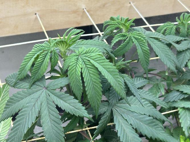 BF - RS11 x Banana OG. Week 17