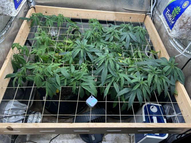 OSS - Blackwater. Week 20 - 3/7/26
