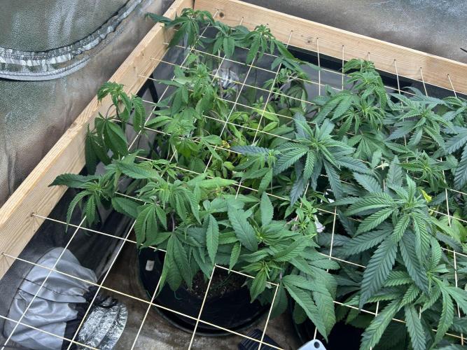 OSS - Blackwater. Week 20