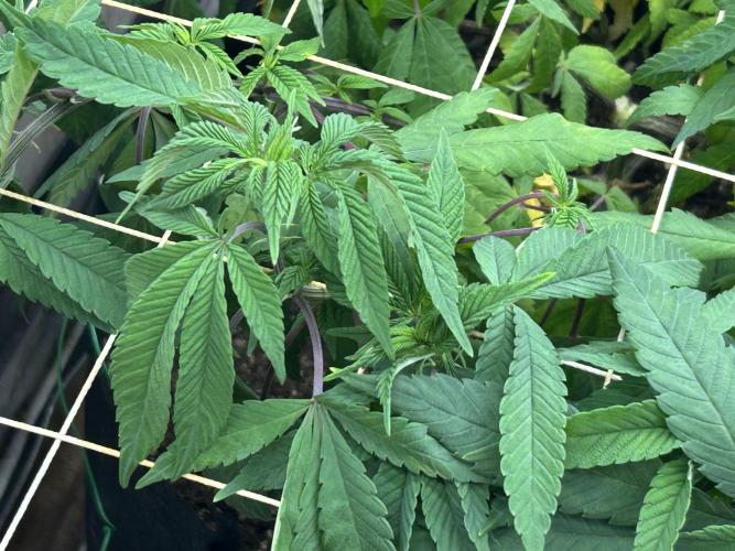 OSS - Blackwater. Week 20
