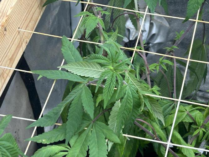 OSS - Blackwater. Week 20
