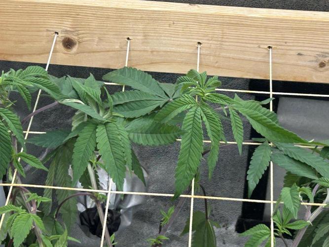 OSS - Blackwater. Week 20