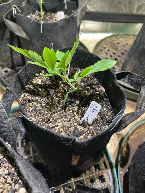 RQS - Gelato 44. Week 4 - 3/8/26