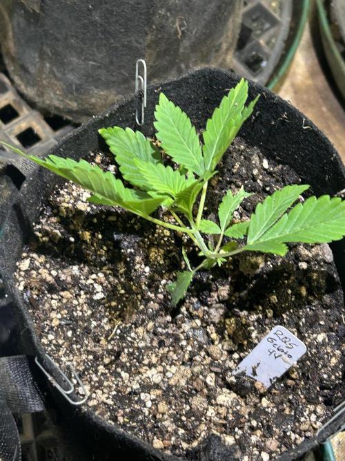 RQS - Gelato 44. Week 4