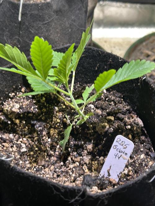 RQS - Gelato 44. Week 4