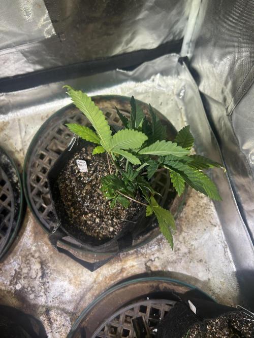 WSE - Sour Diesel. Week 6 - 3/8/26