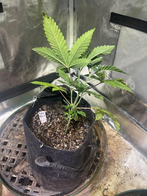 WSE - Sour Diesel. Week 6