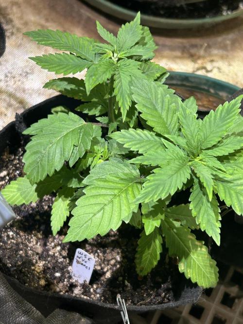 WSE - NYC Diesel. Week 6 - 3/8/26