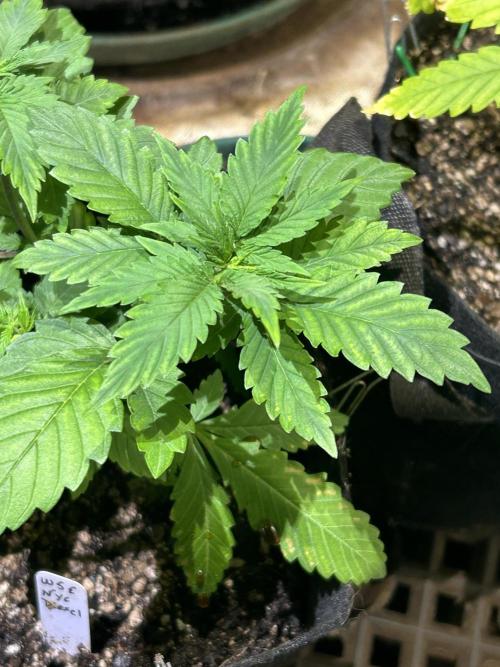WSE - NYC Diesel. Week 6
