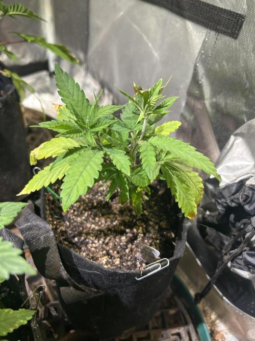 HS - Purple Kush. Week 6 - 3/8/26