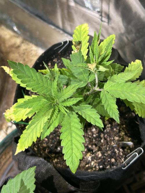 HS - Purple Kush. Week 6