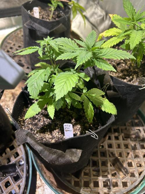 HS - Purple Kush. Week 6