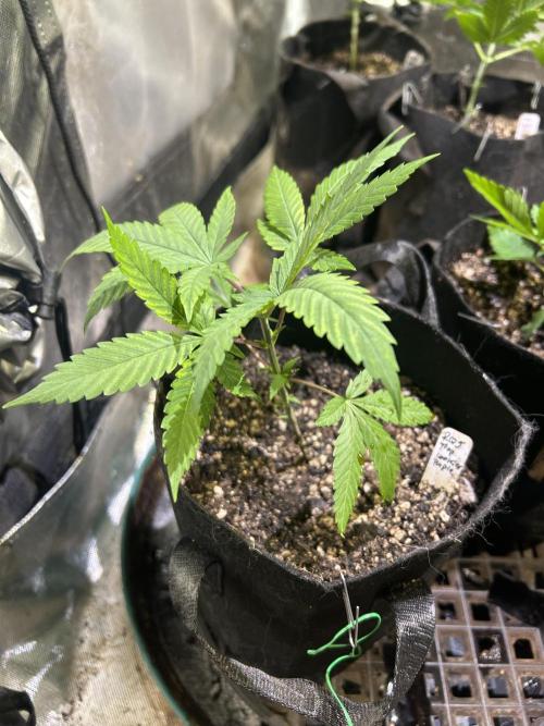 RQS - Tropicana Cookies Purple. Week 5 - 3/8/26