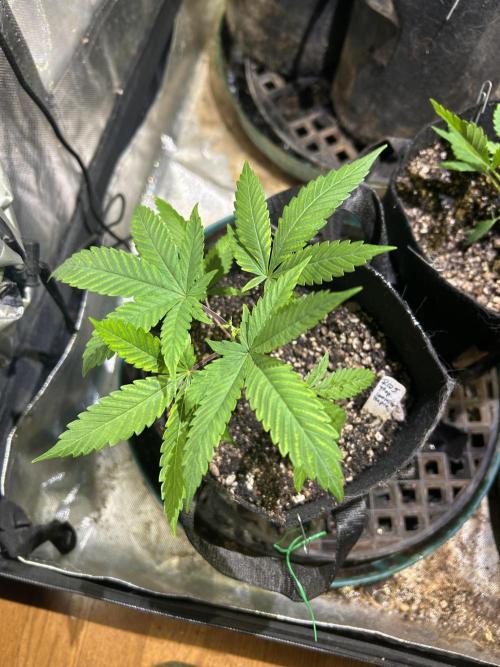 RQS - Tropicana Cookies Purple. Week 5