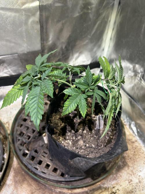 WSE - Sour Diesel. Week 7 - 3/14/26