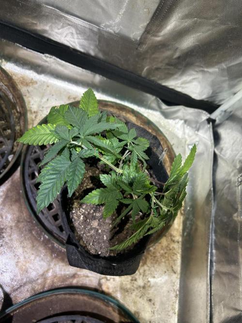 WSE - Sour Diesel. Week 7