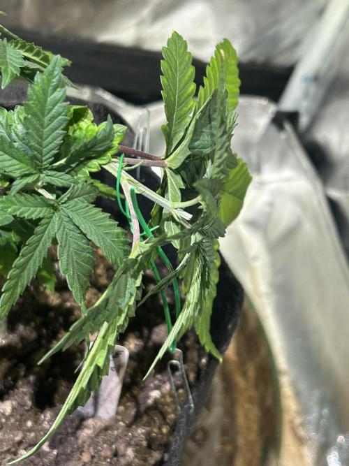 WSE - Sour Diesel. Week 7