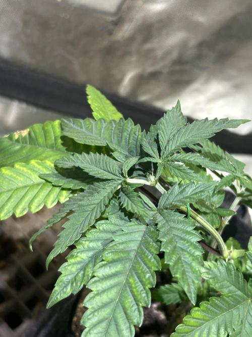 WSE - Sour Diesel. Week 7