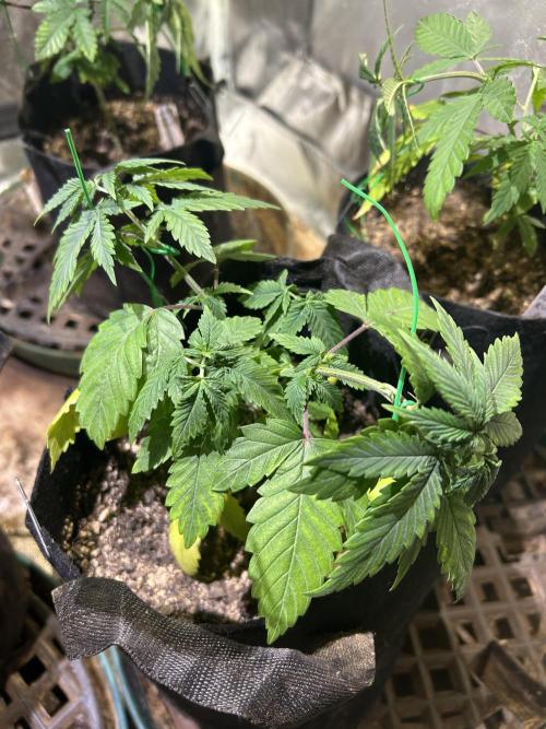 WSE - NYC Diesel. Week 7 - 3/14/26