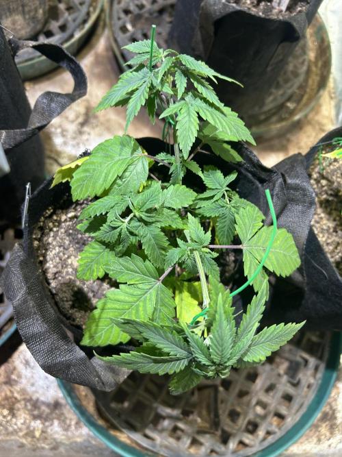 WSE - NYC Diesel. Week 7