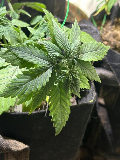 WSE - NYC Diesel. Week 7