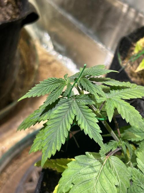 WSE - NYC Diesel. Week 7