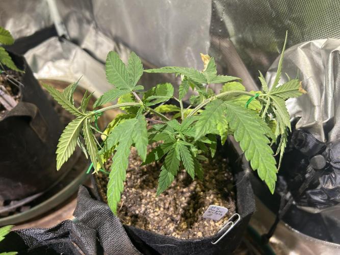 HS - Purple Kush. Week 7 - 3/14/26