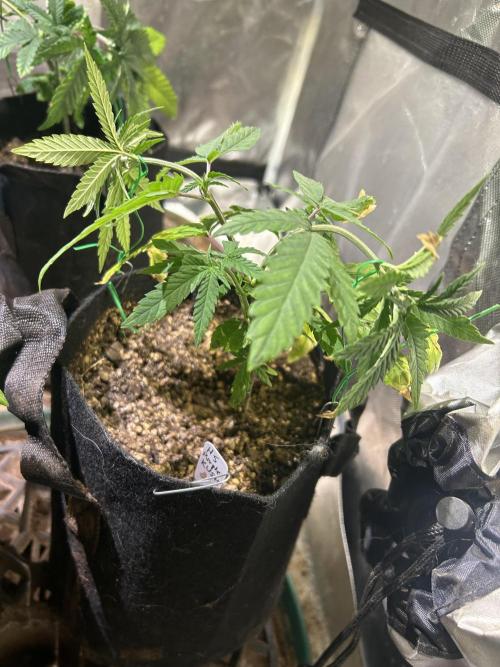 HS - Purple Kush. Week 7