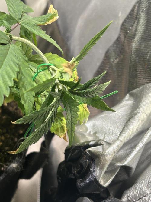 HS - Purple Kush. Week 7