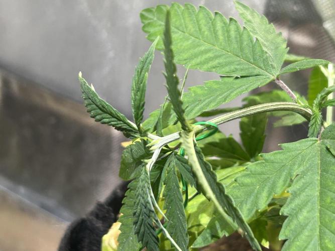 HS - Purple Kush. Week 7