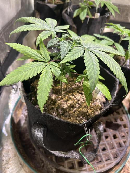 RQS - Tropicana Cookies Purple. Week 6 - 3/14/26