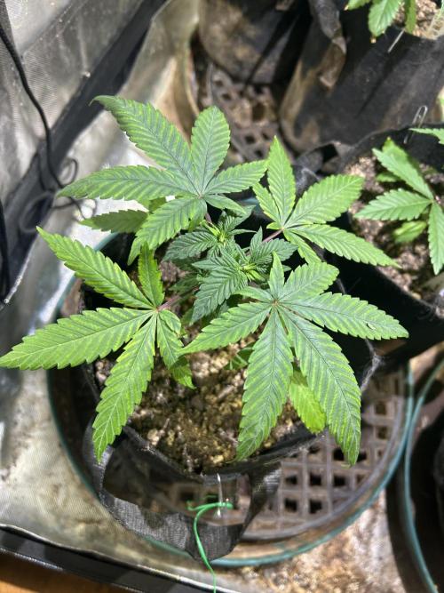 RQS - Tropicana Cookies Purple. Week 6