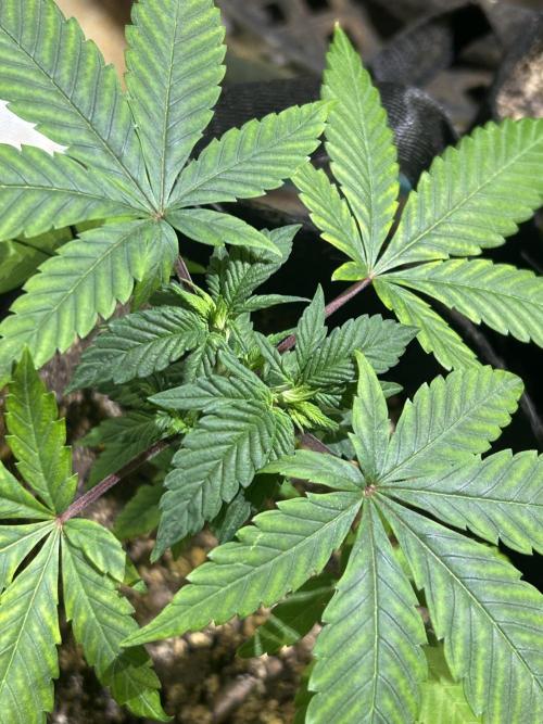 RQS - Tropicana Cookies Purple. Week 6