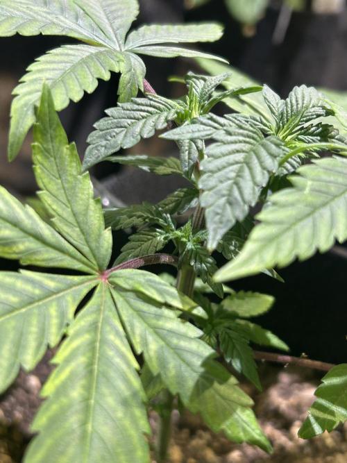 RQS - Tropicana Cookies Purple. Week 6
