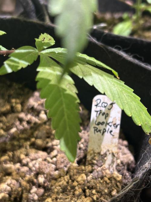 RQS - Tropicana Cookies Purple. Week 6