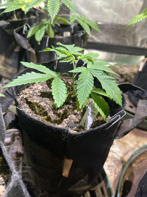 RQS - Gelato 44. Week 5 - 3/14/26