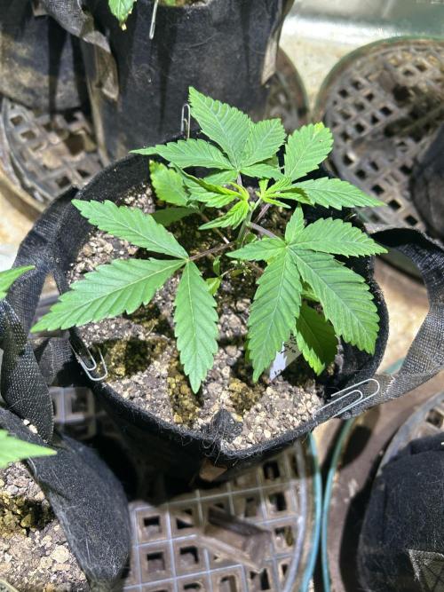 RQS - Gelato 44. Week 5
