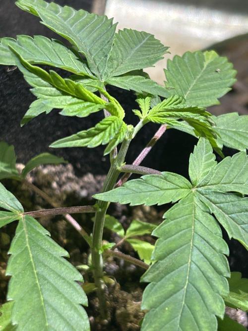 RQS - Gelato 44. Week 5