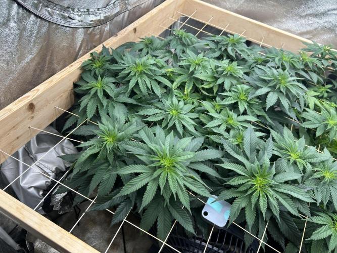 BF - Super Boof. Week 18