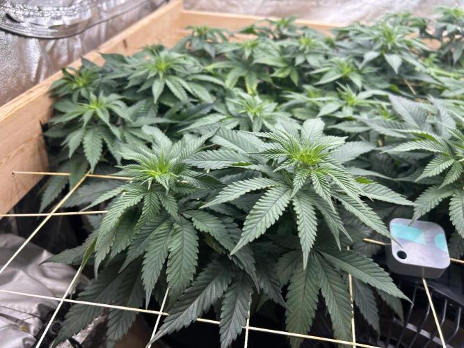 BF - Super Boof. Week 18