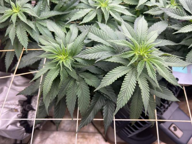 BF - Super Boof. Week 18