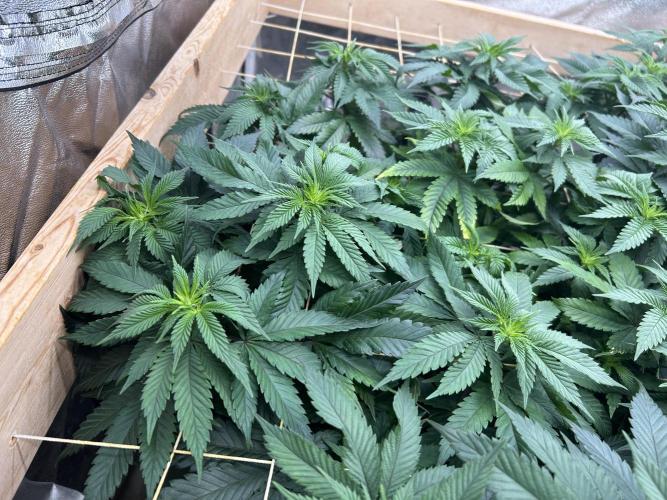 BF - Super Boof. Week 18