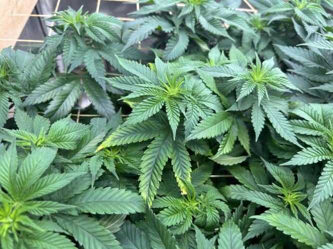 BF - Super Boof. Week 18