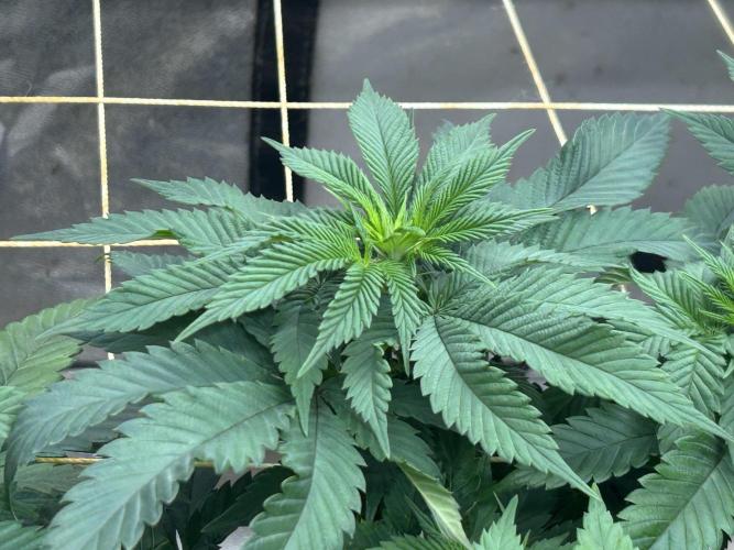 BF - Super Boof. Week 18