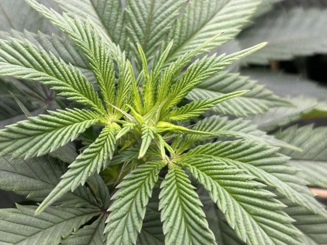BF - Super Boof. Week 18