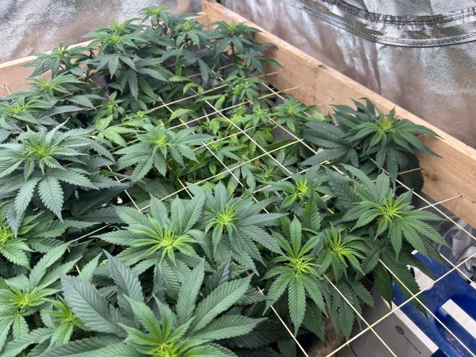 BF - RS11 x Banana OG. Week 18