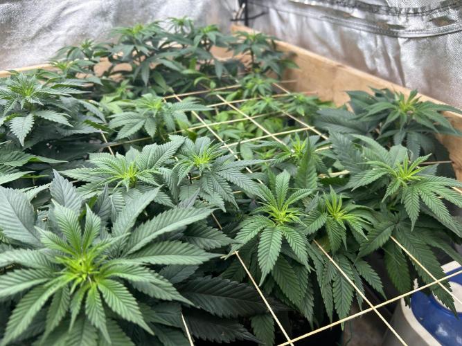 BF - RS11 x Banana OG. Week 18